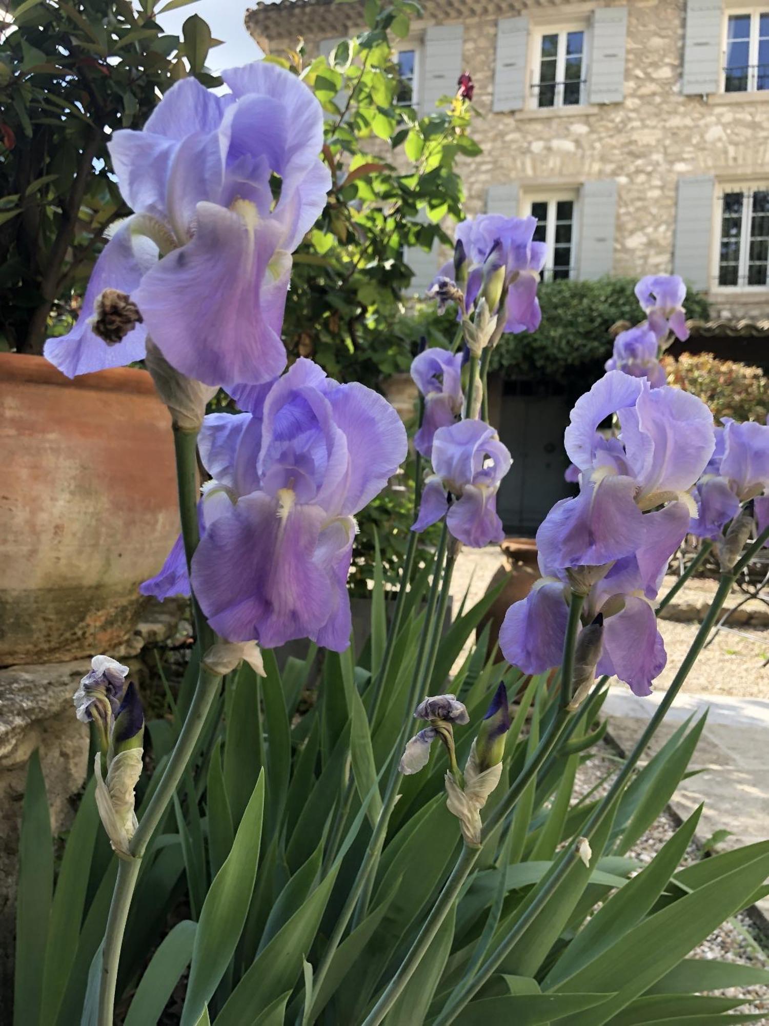 La Figuiere Fontaine De Vaucluse Bed & Breakfast Exterior photo